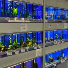 Image of the many fish tanks with tropical freshwater fish for sale.